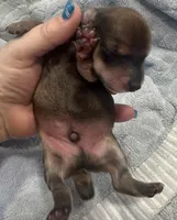 Paris’s perfectly imperfect little boy, a male Miniature Dachshund for sale in Holiday, FL – Photo 4 of 7