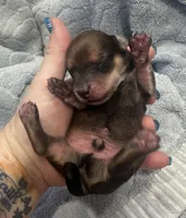 Paris’s perfectly imperfect little boy, a male Miniature Dachshund for sale in Holiday, FL – Photo 5 of 7