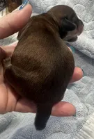 Paris’s perfectly imperfect little boy, a male Miniature Dachshund for sale in Holiday, FL – Photo 3 of 7