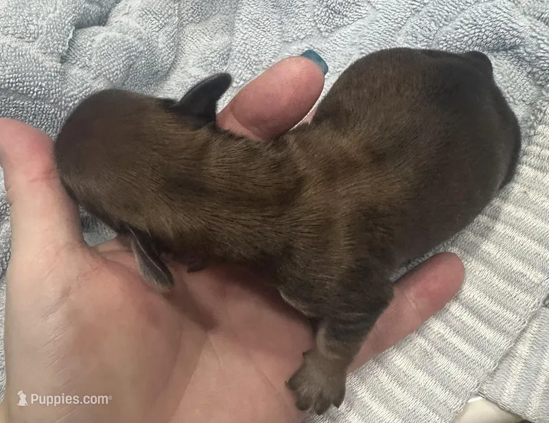 Paris’s perfectly imperfect little boy – Miniature Dachshund puppy for sale in Holiday, FL