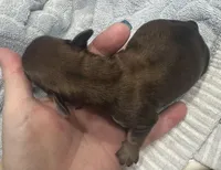 Paris’s perfectly imperfect little boy, a male Miniature Dachshund for sale in Holiday, FL – Photo 1 of 7
