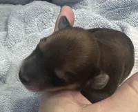 Paris’s perfectly imperfect little boy, a male Miniature Dachshund for sale in Holiday, FL – Photo 2 of 7