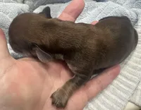 Paris’s perfectly imperfect little boy, a male Miniature Dachshund for sale in Holiday, FL – Photo 6 of 7