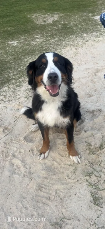 Nova – Bernese Mountain Dog puppy for sale in Wrens, GA