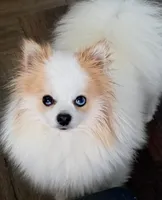 Two-Face, a male Pomeranian for sale in Frederick, MD – 4 of 6