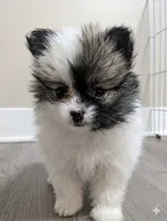 Two-Face, a male Pomeranian for sale in Frederick, MD – 3 of 6