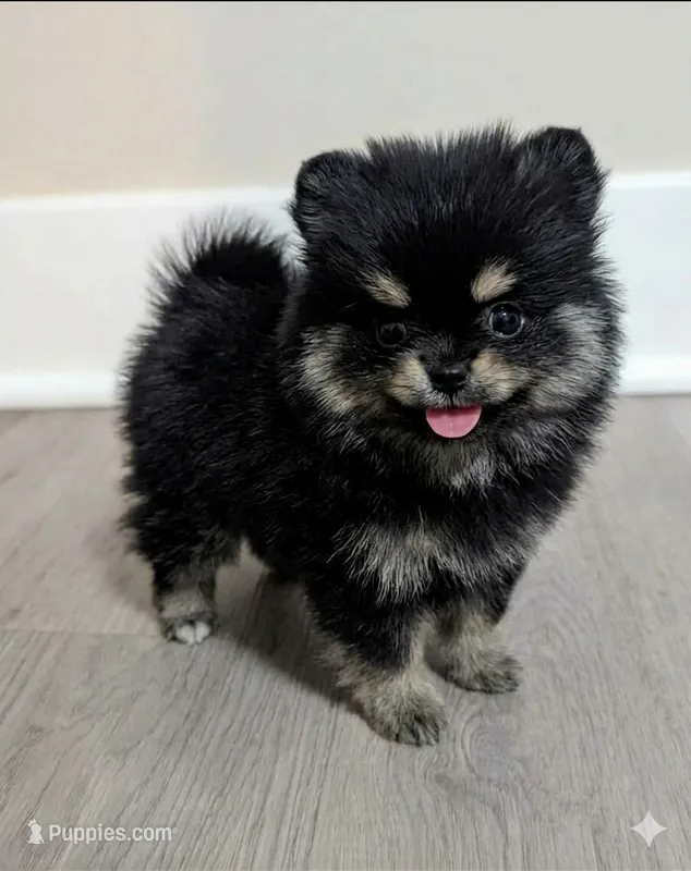 Batman  – Pomeranian puppy for sale in Frederick, MD