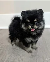 Batman , a male Pomeranian for sale in Frederick, MD – 1 of 7