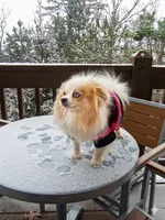 Batman , a male Pomeranian for sale in Frederick, MD – 6 of 7