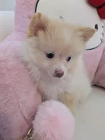 Snowball, a male Pomeranian for sale in Frederick, MD – Photo 5 of 5