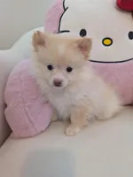 Snowball, a male Pomeranian for sale in Frederick, MD – Photo 1 of 5