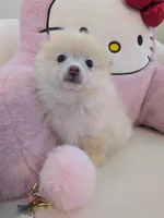 Snowball, a male Pomeranian for sale in Frederick, MD – Photo 4 of 5