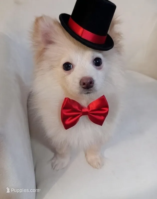 Louis V – Pomeranian puppy for sale in Frederick, MD
