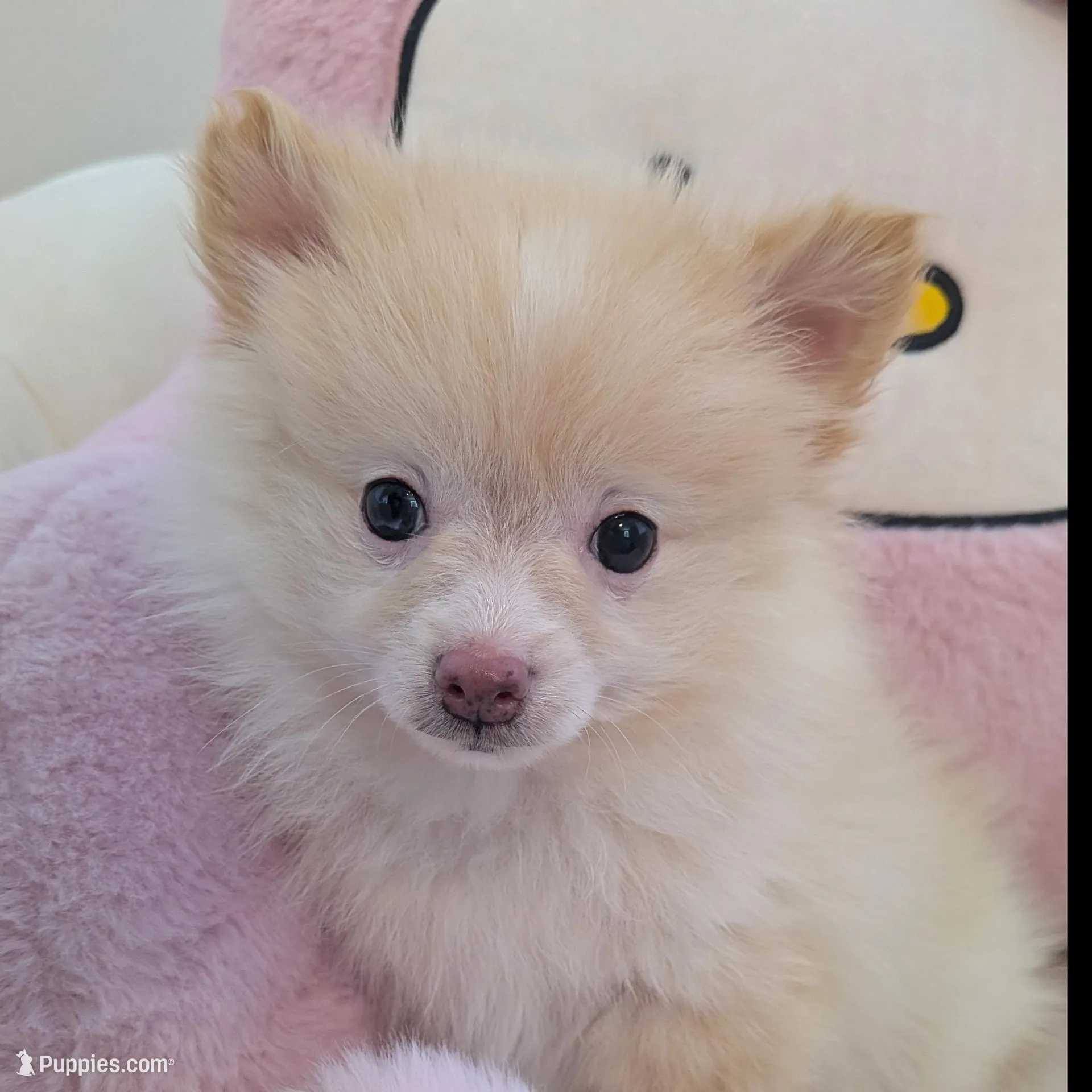 Snowball, a male Pomeranian for sale in Frederick, MD – Photo 2 of 5