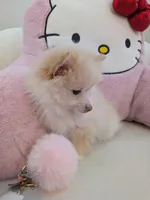 Snowball, a male Pomeranian for sale in Frederick, MD – Photo 3 of 5