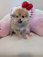 Cookie, a male Pomeranian for sale in Frederick, MD – Photo 3 of 8