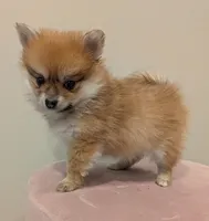 Cookie, a male Pomeranian for sale in Frederick, MD – Photo 5 of 8