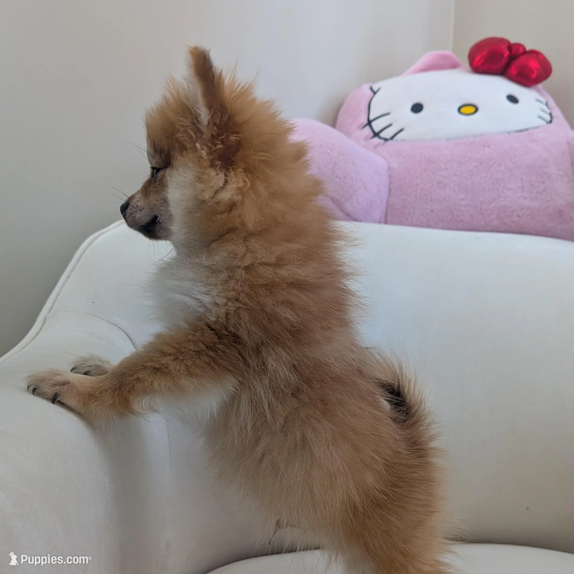Cookie, a male Pomeranian for sale in Frederick, MD – Photo 7 of 8
