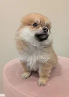 Cookie, a male Pomeranian for sale in Frederick, MD – Photo 6 of 8