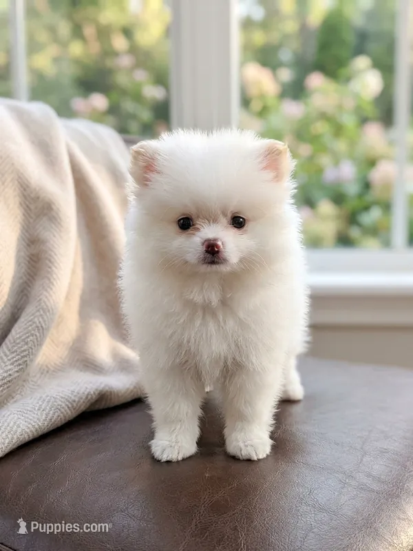 Casper – Pomeranian puppy for sale in Frederick, MD