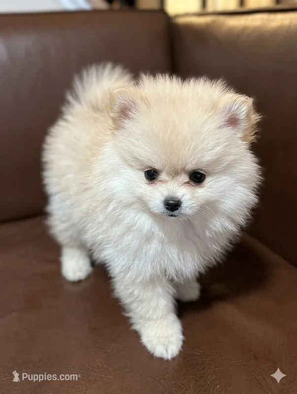 Dream – Pomeranian puppy for sale in Frederick, MD