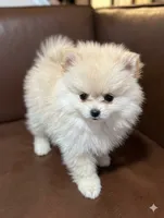 Dream, a male Pomeranian for sale in Frederick, MD – 1 of 5