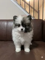 Two-Face, a male Pomeranian for sale in Frederick, MD – 2 of 6