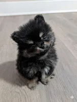 Batman , a male Pomeranian for sale in Frederick, MD – 4 of 7