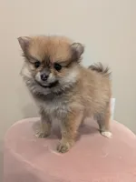 Cupcake, a female Pomeranian for sale in Frederick, MD – Photo 6 of 10