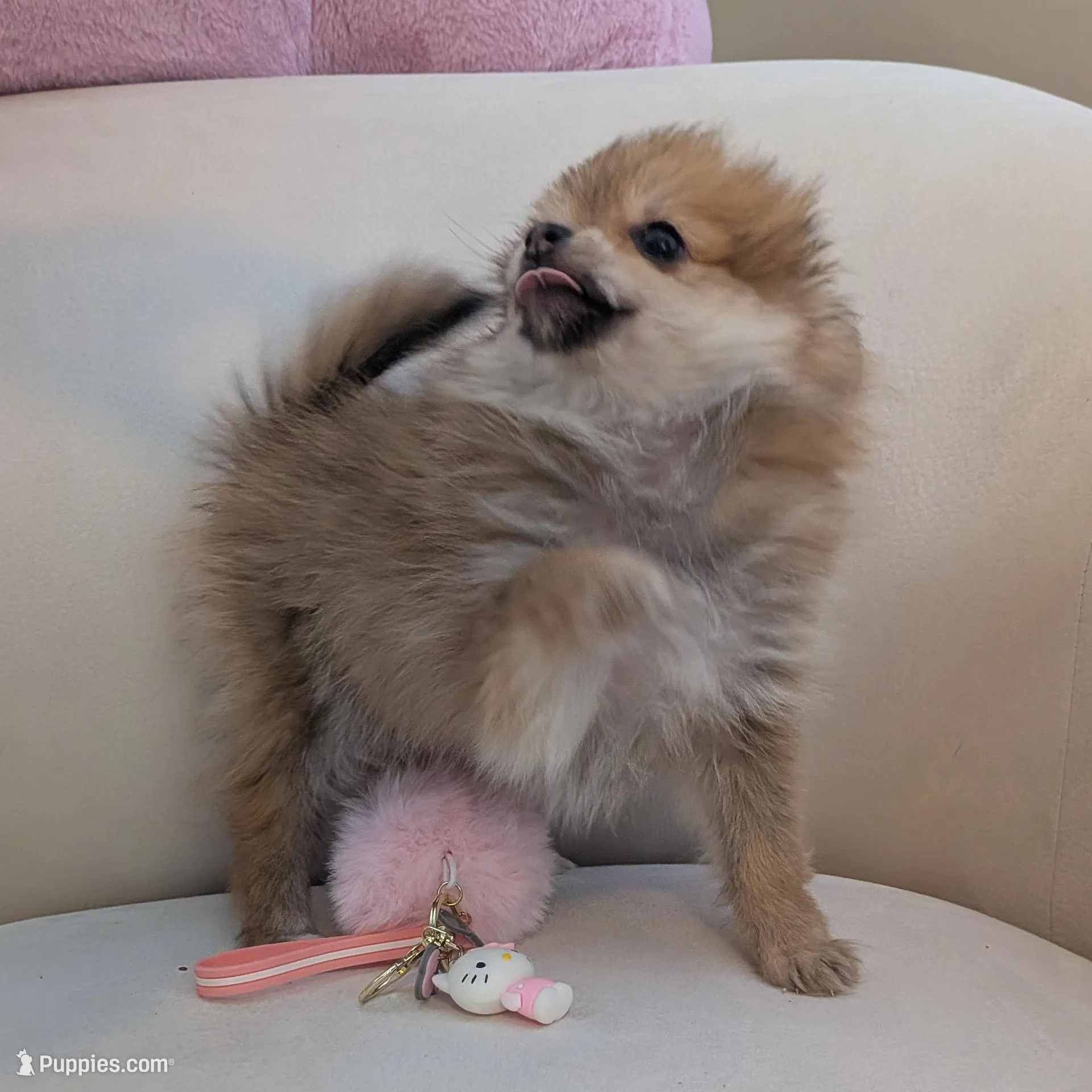Cupcake, a female Pomeranian for sale in Frederick, MD – Photo 9 of 10