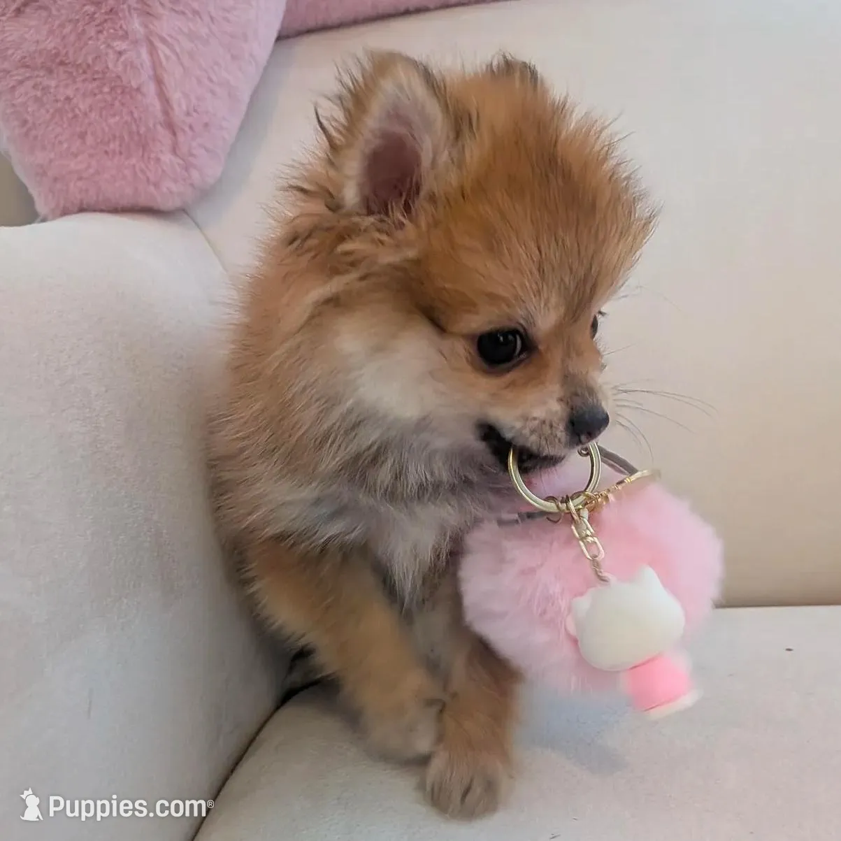 Cupcake, a female Pomeranian for sale in Frederick, MD – Photo 7 of 10