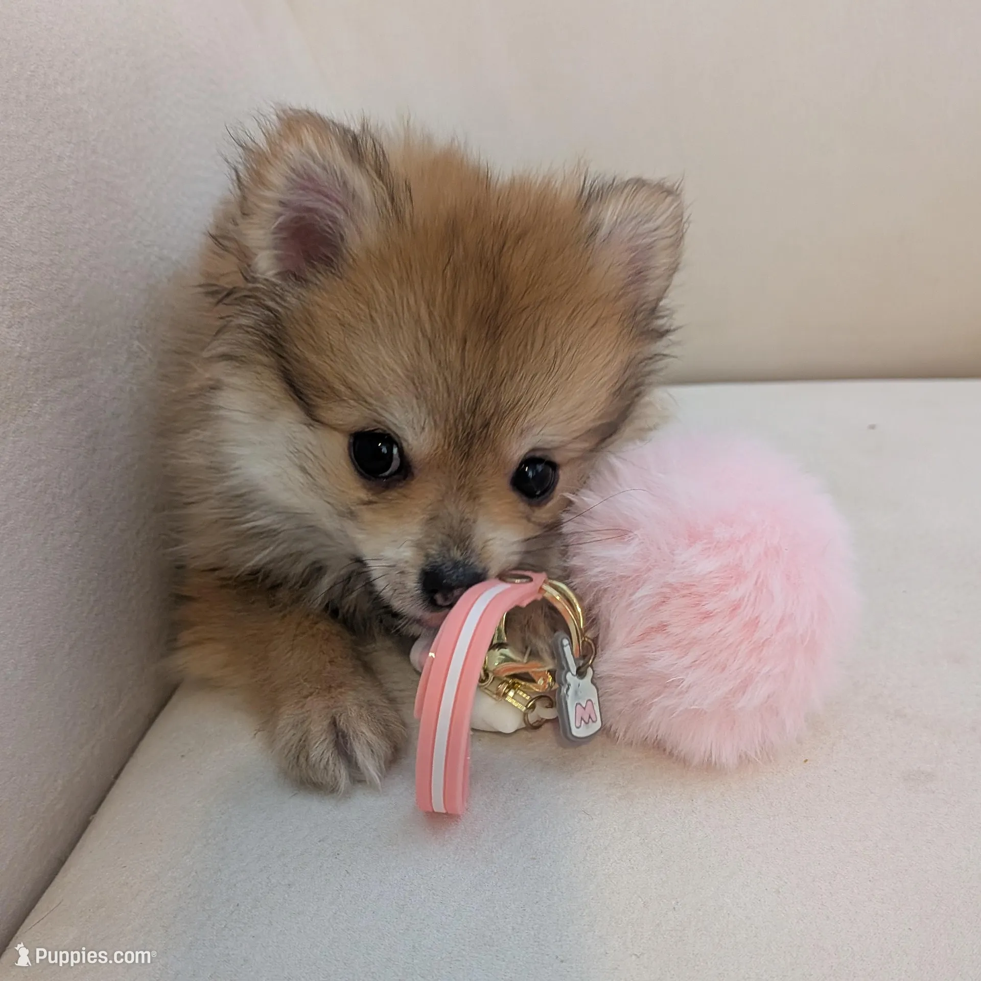 Cupcake, a female Pomeranian for sale in Frederick, MD – Photo 2 of 10