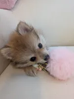 Cupcake, a female Pomeranian for sale in Frederick, MD – Photo 10 of 10