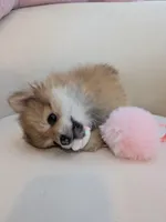 Cupcake, a female Pomeranian for sale in Frederick, MD – Photo 8 of 10