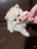 Dream, a male Pomeranian for sale in Frederick, MD – 2 of 5
