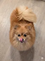 Batman , a male Pomeranian for sale in Frederick, MD – 7 of 7