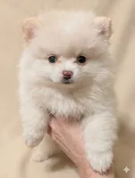 Casper, a male Pomeranian for sale in Frederick, MD – 1 of 4