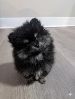 Batman , a male Pomeranian for sale in Frederick, MD – 2 of 7