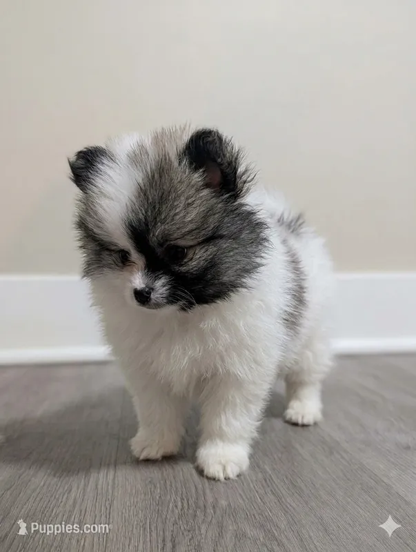 Two-Face – Pomeranian puppy for sale in Frederick, MD