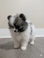 Two-Face, a male Pomeranian for sale in Frederick, MD – 1 of 6