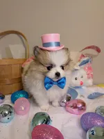 Bentley, a male Pomeranian for sale in Frederick, MD – Photo 1 of 8