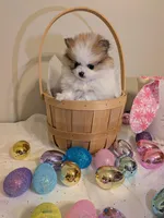 Bentley, a male Pomeranian for sale in Frederick, MD – Photo 7 of 8