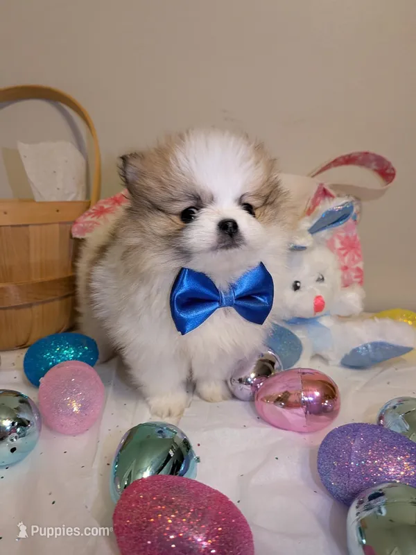 Bentley – Pomeranian puppy for sale in Frederick, MD