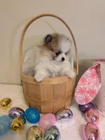 Bentley, a male Pomeranian for sale in Frederick, MD – Photo 5 of 8