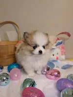 Bentley, a male Pomeranian for sale in Frederick, MD – Photo 8 of 8