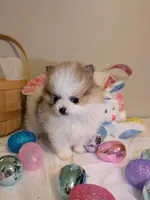 Bentley, a male Pomeranian for sale in Frederick, MD – Photo 3 of 8