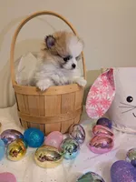 Bentley, a male Pomeranian for sale in Frederick, MD – Photo 6 of 8