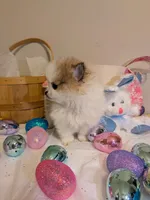 Bentley, a male Pomeranian for sale in Frederick, MD – Photo 4 of 8