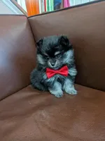 Boots, a male Pomeranian for sale in Frederick, MD – Photo 3 of 5