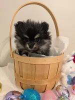 Boots, a male Pomeranian for sale in Frederick, MD – Photo 5 of 5